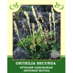 Orthilia Secunda